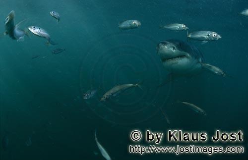 Weißer Hai/Great White shark/Carcharodon carcharias        Weißer Hai wird von kleinen Fischen beg