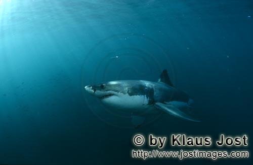 Weißer Hai/Great White shark/Carcharodon carcharias        Imponierender Riesenfisch Weißer Hai</b