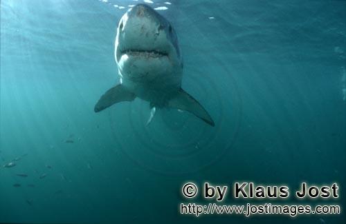 Weißer Hai/Great White shark/Carcharodon carcharias        Faszinierender Weißer Hai im grünliche