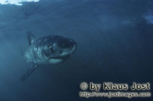 Weißer Hai/Great White shark/Carcharodon carcharias        Imposanter Baby Weißer zeigt großes In