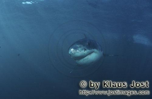 Weißer Hai/Great White shark/Carcharodon carcharias        Unbeirrt naehert sich ein Baby Weißer H