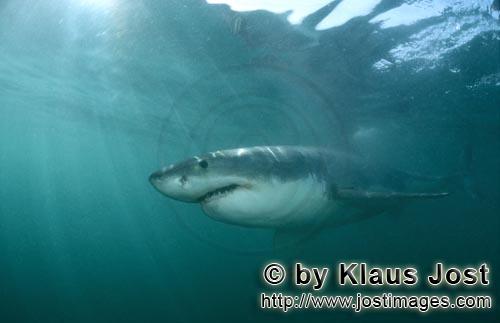 Weißer Hai/Great White shark/Carcharodon carcharias        Eindrucksvoller Spitzenräuber Weißer H