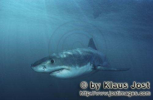 Weißer Hai/Great White shark/Carcharodon carcharias        Das dunkelblaue Auge des Baby Weißer Ha