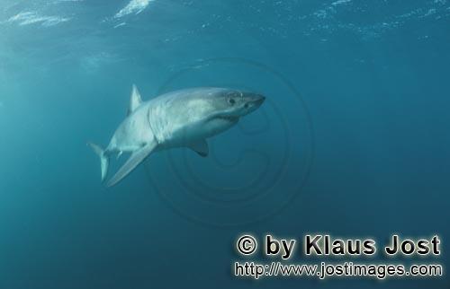 Weißer Hai/Great White shark/Carcharodon carcharias        Weißer Hai im Aufstieg zur Meeresoberfl