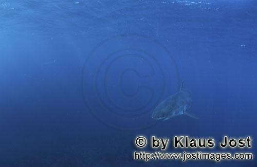 Weißer Hai/Great White shark/Carcharodon carcharias        Baby Weißer Hai im großen Blau des Oze
