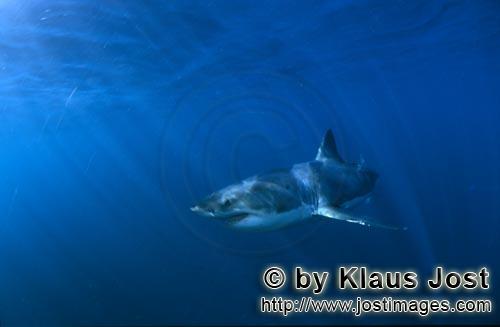 Weißer Hai/Great White shark/Carcharodon carcharias        Dynamik pur: Weißer Hai im großen Blau