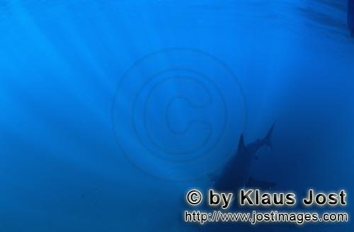 Weißer Hai/Carcharodon carcharias        Baby Weißer Hai im Zentrum der einfallenden Lichtstrahlen