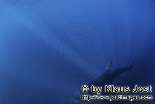 Weißer Hai/Carcharodon carcharias        Sonnenstrahlen treffen auf den Baby Weißen Hai         S