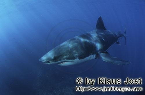 Weißer Hai/Great White shark/Carcharodon carcharias        Großartiger Meeresbewohner Weißer Hai<
