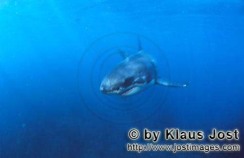 Weißer Hai/Great White shark/Carcharodon carcharias        Baby Weißer Hai auf der Jagd        Sec