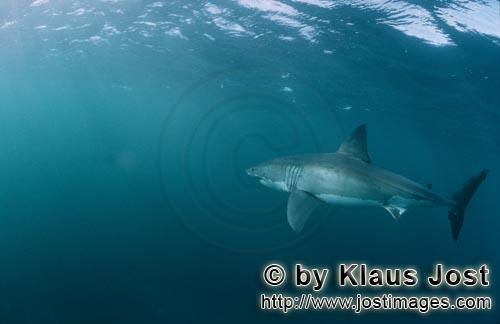 Weißer Hai/Great White shark/Carcharodon carcharias        Weißer Hai im Gebiet der Pelzrobben