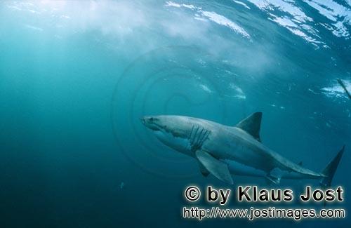 Weißer Hai/Great White shark/Carcharodon carcharias        Erfolgreicher Räuber Weißer Hai     