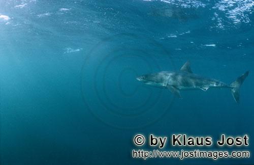 Weißer Hai/Great White shark/Carcharodon carcharias        Großer Weiße Hai ist interessiert an P