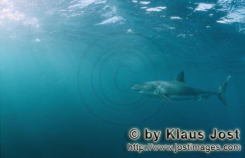 Weißer Hai/Great White shark/Carcharodon carcharias        Weißer Hai auf Beutesuche        Ein <b