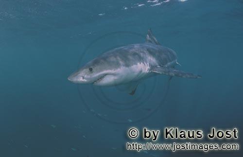 Weißer Hai/Great White shark/Carcharodon carcharias        Weißer Hai ändert seine Richtung    