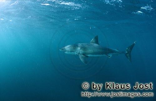 Weißer Hai/Great White shark/Carcharodon carcharias        Weißer Hai in der Naehe der Robbenkolon