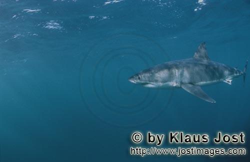 Weißer Hai/Great White shark/Carcharodon carcharias        Der Weiße Hai steht an der Spitze der N