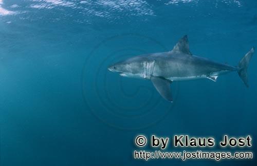 Weißer Hai/Great White shark/Carcharodon carcharias        Eleganz und Faszination: Großer Weiße 