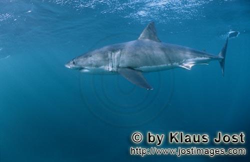 Weißer Hai/Great White shark/Carcharodon carcharias        Ein imposanter Großer Weißer Hai gleit