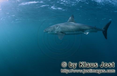 Weißer Hai/Great White shark/Carcharodon carcharias        Hocheffizienter Meeresräuber Großer We