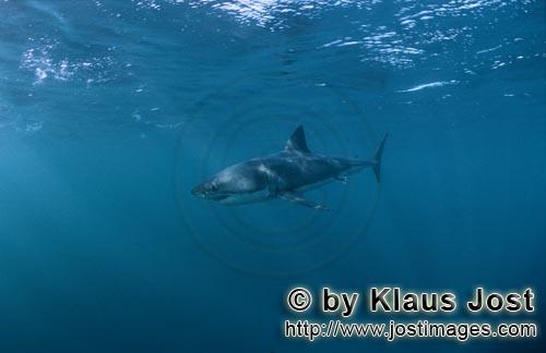 Weißer Hai/Great White shark/Carcharodon carcharias        Weißer Hai - ein faszinierendes Tier</b
