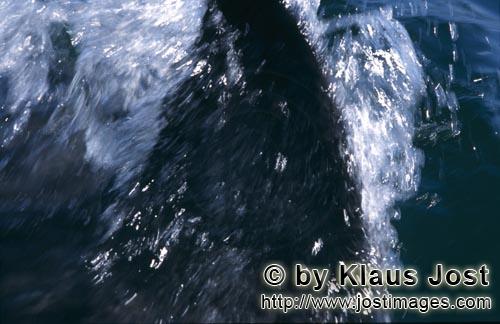 Weißer Hai/Great White shark/Carcharodon carcharias        Weißer Hai Rueckenflosse durchneidet da