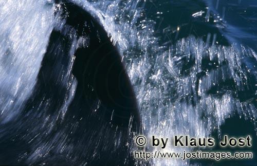 Weißer Hai/Great White shark/Carcharodon carcharias        Weißer Hai Rueckenflosse schnittig und 