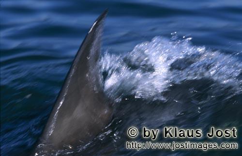 Weißer Hai/Great White shark/Carcharodon carcharias        Weißer Hai Rueckenflosse durchneidet da