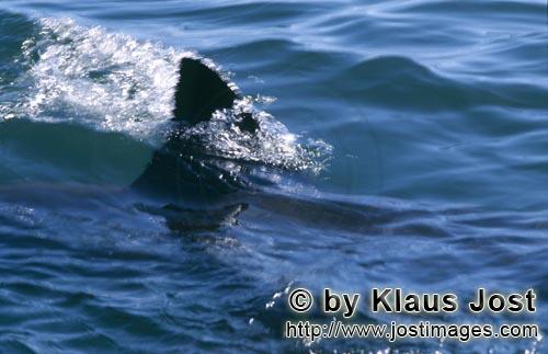 Weißer Hai/Great White shark/Carcharodon carcharias        Weißer Hai Rueckenflosse mit einmaligen