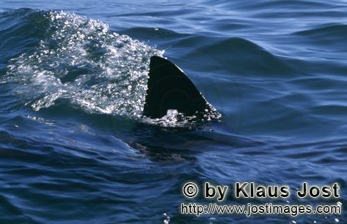 Weißer Hai/Great White shark/Carcharodon carcharias        Weißer Hai Rueckenflosse: Uverwechselba