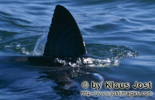 Weißer Hai/Great White shark/Carcharodon carcharias        Einmaliges Erkennungsmerkmal: Weiße Hai