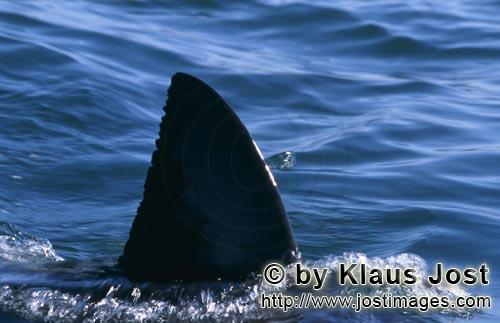 Weißer Hai/Great White shark/Carcharodon carcharias        Weiße Hai Rueckenflosse vor Seal Island