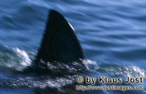 Weißer Hai/Great White shark/Carcharodon carcharias        Schnittig und unverwechselbar: Die Rueck