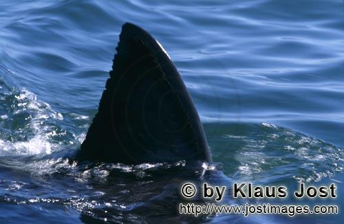 Weißer Hai/Great White shark/Carcharodon carcharias        Beeindruckend: Die Rueckenflosse des Wei