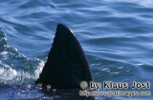 Weißer Hai/Great White shark/Carcharodon carcharias        Jede Rueckenflosse eines Weißen Hais is