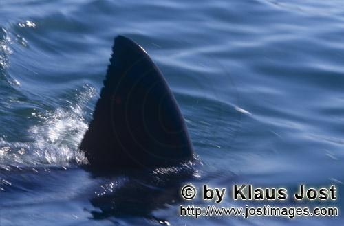 Weißer Hai/Great White shark/Carcharodon carcharias        Rueckenflosse eines Weißen Hais nahe Se