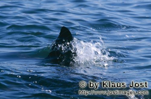 Weißer Hai/Great White shark/Carcharodon carcharias        Weiße Hai Rueckenflosse        Kurz vor