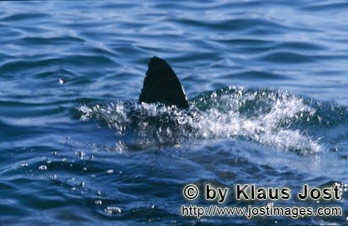 Weißer Hai/Great White shark/Carcharodon carcharias        Rueckenflosse des Weißen Hais        Ku