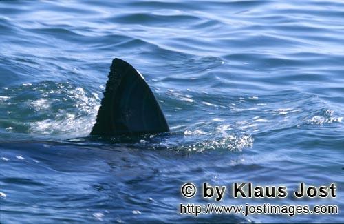 Weißer Hai/Great White shark/Carcharodon carcharias        Weißer Hai Rueckenflosse an der Meereso