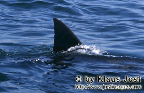 Weißer Hai/Great White shark/Carcharodon carcharias        Typisch und einmalig: Die Rueckenflosse 
