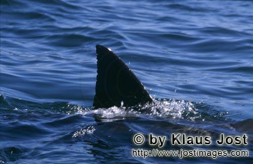 Weißer Hai/Great White shark/Carcharodon carcharias        Weißer Hai Rueckenflosse vor Seal Islan