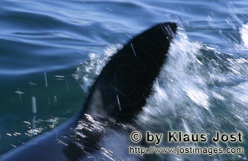 Weißer Hai/Great White shark/Carcharodon carcharias        Rasant durchschneidet die Rueckenflosse 