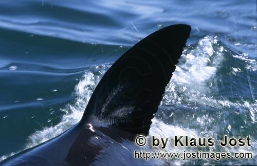 Weißer Hai/Great White shark/Carcharodon carcharias        Scharf durchschneidet die Rueckenflosse 
