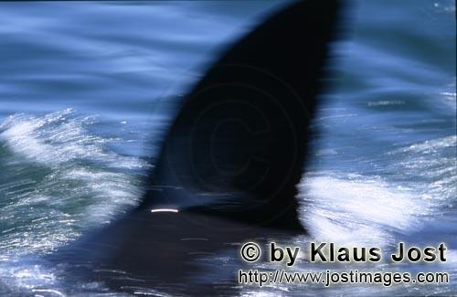 Weißer Hai/Great White shark/Carcharodon carcharias        Charakteristische Weiße Hais Rueckenflo