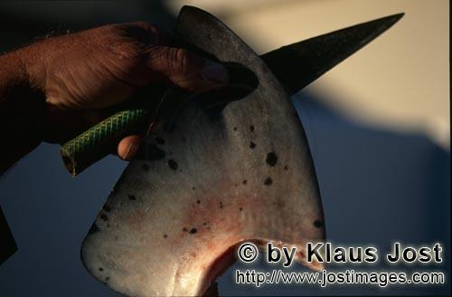 Shark Finning/Hai Finning        Shark Finning: Abgeschnittene Rueckenflosse        Das Abschneiden 