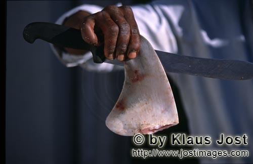 Shark Finning/Hai Finning        Shark Finning: Großes Messer und kleine Flosse    Das Abschneide