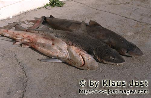 Shark Finning/Hai Finning        Soupfinshark und Spotted Gully Shark vor dem Finnen an Land     D
