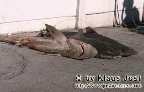 Shark Finning/Hai Finning        Soupfinshark und Spotted Gully Sharks vor dem Finnen    Das Absch