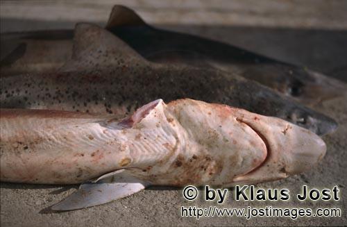 Shark Finning/Hai Finning        Schnittstelle von abgeschnittener Flosse vom Soupfinshark     Das