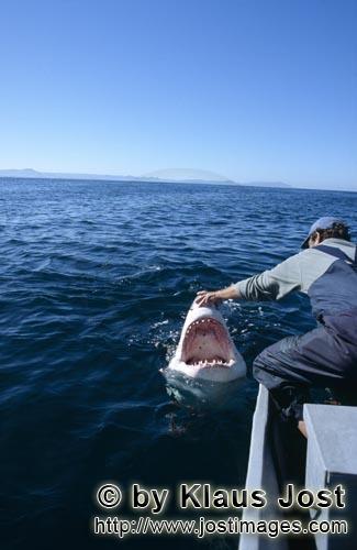 Weißer Hai/Great White Shark/Carcharodon carcharias        Andre Hartman beruehrt die Schnauze des 